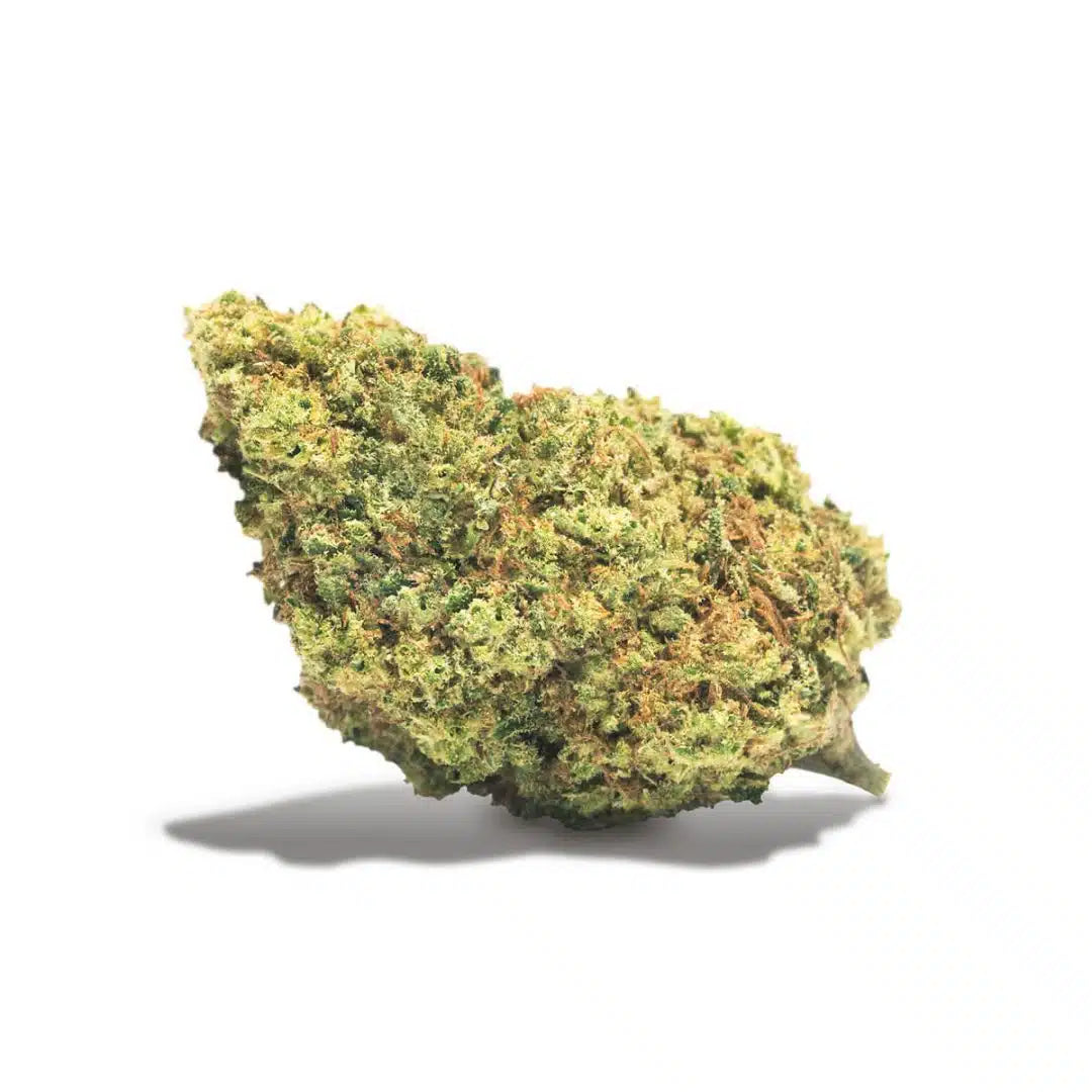 FLOR MIMOSA HAZE INDOOR