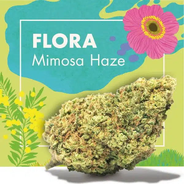FLOR MIMOSA HAZE INDOOR