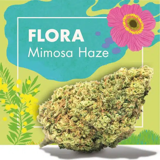 FLOR MIMOSA HAZE INDOOR